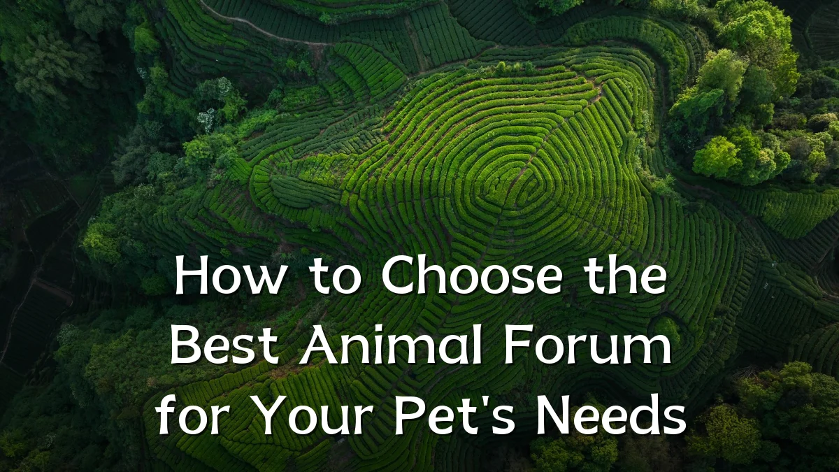 How to Choose the Best Animal Forum for Your Pet's Needs