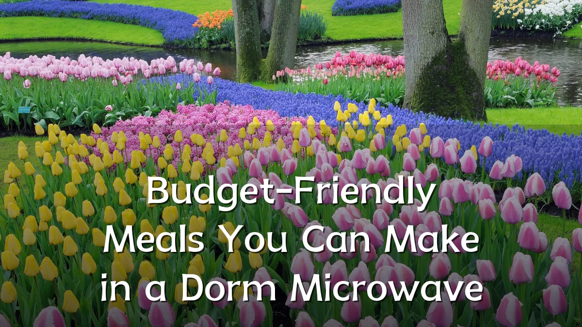 Budget-Friendly Meals You Can Make in a Dorm Microwave