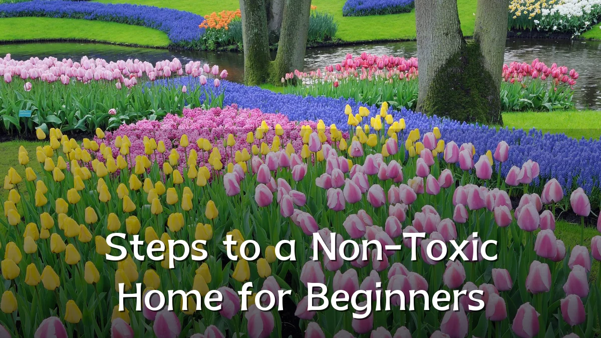 Steps to a Non-Toxic Home for Beginners